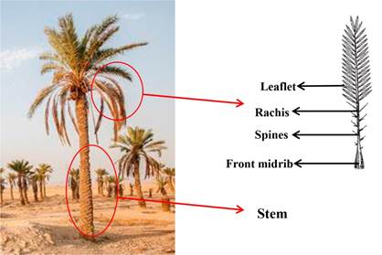 Stem and Rachis in a palm tree.