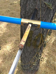 Obtenci&oacute;n de los n&uacute;cleos de 10 &aacute;rboles sanos de la especie Pinus pseudostrobus var. apulcensis.