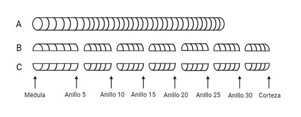 Diagrama que muestra las ocho zonas de estudio por cada n&uacute;cleo (viruta). 