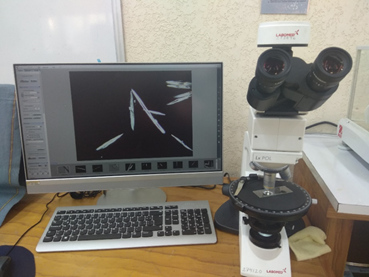 Medici&oacute;n del AMF. Se utiliz&oacute; un microscopio marca Labomed (Labo America Inc.), modelo LxPOL con software para an&aacute;lisis de im&aacute;genes conectado a la c&aacute;mara.