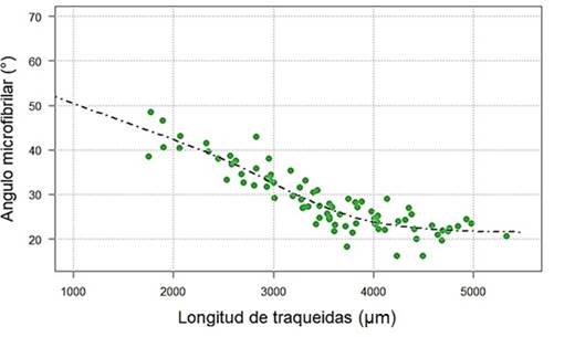 Comportamiento del AMF en funci&oacute;n de la longitud de traqueidas. Los puntos verdes indican las observaciones y la l&iacute;nea punteada, el modelo.