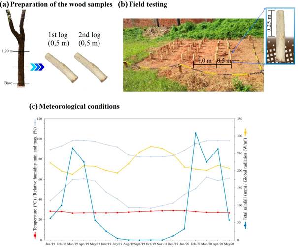 Schematic layout of the experimental study at different steps. (a) Cut of the tree to logs and sample dimensions, (b) Installation of the field test and wood sampling, and (c) Characterization of the weather by monthly averages in the Mossoró region/Brazil. Panel c is adapted of the dataset from the automatic weather station A318 (Latitude 04° 09' South and Longitude 37° 37' West) of the Instituto Nacional de Meteorologia (INMET 2020).