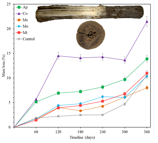 Mass loss behavior of the different wood exposed over time in the field test (Averages, n = 6 for each specie in each time). Digital images (side and top view) shown samples attacked by termites.