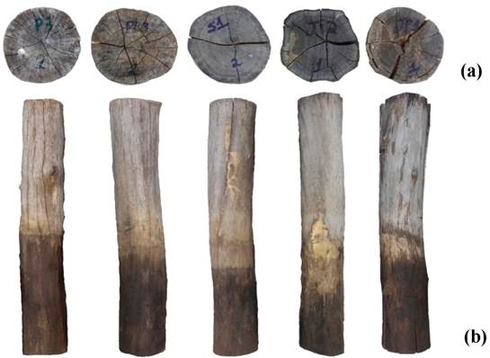 (a) Final appearance from the samples of the different wood (left to right: Ap, Co, Mc, Mo, and Mt) of the top and (b) Side view, after exposure to the field test.