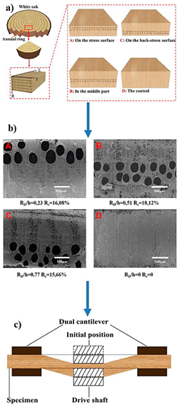 numerical characterization and creep test of white oak specimens with various earlywood vessel locations: a) Sample preparation; b) Numerical characterization; c) Creep test.
