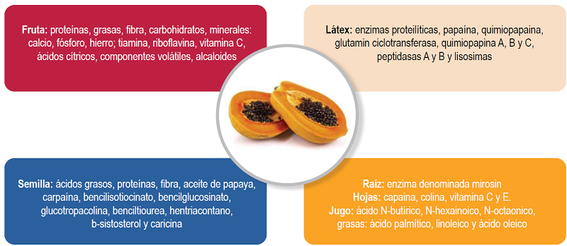 La papaya (Carica papaya) es una planta originaria de América que pertenece a la familia Caricaceae. En cada parte varía la composición química y las sustancias alergénicas, que predominan en la fruta, látex y polen.
