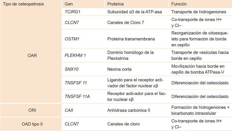 Genes descritos en la osteopetrosis autosómica recesiva, autosómica recesiva intermedia y autosómica dominante, así como las proteínas que los codifican y su función en el osteoclasto