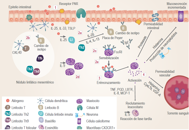 Microambiente intestinal en alergia alimentaria. 1) Captación del
							alérgeno. La captación del antígeno alimentario por células
								CX3CR1+ o por las prolongaciones de células dendríticas,
							así como la estimulación de receptores tipo PAR, dan lugar a la
							secreción de citocinas por células epiteliales. 2) Sensibilización.
							Estas citocinas (2a) inician la polarización y maduración de células
							dendríticas en nódulo linfático, capacitándolas para procesar el
							antígeno y presentarlo a linfocitos T para su diferenciación a células
							Th2, Th9 y T foliculares (2b). Las subpoblaciones Th2, Th9 y T
							foliculares, junto con otras células del microambiente intestinal,
							producen citocinas que contribuyen a la maduración y cambio de isotipo
							del linfocito B para la producción de IgE (2c). La expansión
							mastocitaria en mucosa intestinal (en gran medida originada por la IL-9)
							hace posible que en el intestino exista gran cantidad de mastocitos
							(2d). La IgE se une a su receptor de alta afinidad (FcεRI) de la
							superficie de los mastocitos, quedando la célula sensibilizada (2e). 3)
							En siguientes exposiciones al alérgeno, el entrecruzamiento de los
							complejos FcεRI-IgE activa numerosas cascadas de fosforilación y cambios
							en concentraciones de calcio intracelular de los mastocitos que dan
							lugar a la activación celular y liberación de mediadores vasoactivos. 4)
							Aparecen las manifestaciones fisiológicas en respuesta a la activación
							de mastocitos por el alérgeno. Los efectos más importantes generados por
							los mediadores liberados incluyen la mucosecreción incrementada por
							acción de neuropéptidos sobre la célula caliciforme; el incremento de la
							permeabilidad intestinal por efectos sobre uniones estrechas;
							vasodilatación que permite que el alérgeno entre a la sangre y se una a
							basófilos ya sensibilizados y genere un incremento en los efectos
							sistémicos por la liberación de más mediadores vasoactivos; y por
							último, el reclutamiento de numerosos leucocitos que van a causar la
							reacción de fase tardía, perpetuar el proceso inflamatorio y el daño
							tisular, agravando las manifestaciones de la patología.