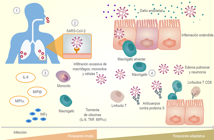  Respuesta inmunitaria durante la infección por SARS-CoV-2. 1. El virus llega a los alveolos pulmonares y al epitelio respiratorio. 2. La proteína S del virus se une al receptor celular ECA2. 3. Macrófagos alveolares y células epiteliales secretan citocina y quimiocinas como IL-6, MIP1α, MIP1β e INF-γ. 4. Se ha propuesto que la linfopenia marcada afecta la función de las celulas T y hay una producción disminuida de interferones. Las células T activas contribuyen a la exacerbación de las respuestas inflamatorias, que pueden causar daño pulmonar. Los anticuerpos participan en citotoxicidad mediada por anticuerpos junto con las células T CD8; también los anticuerpos podrían tener una función neutralizante. Estos últimos datos todavía no están completamente claros.