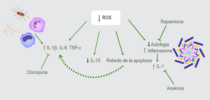 La ausencia de especies reactivas de oxígeno en la enfermedad granulomatosa crónica lleva a incremento de las citocinas inflamatorias y disminución de las citocinas antiinflamatorias, tanto en estado basal como posterior a estímulos infecciosos bacterianos y fúngicos. Algunas de las alteraciones que se han descrito son disminución de la autofagia, incremento de la actividad del inflamasoma y apoptosis disminuida. Algunos medicamentos bloquean algunas de estas vías alteradas.