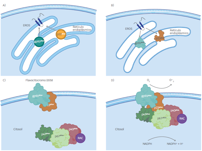 Representaci&oacute;n esquem&aacute;tica de las subunidades del complejo NADPH oxidasa. A) La prote&iacute;na transmembranal EROS se encuentra en el ret&iacute;culo endopl&aacute;smico y se encarga de estabilizar a las subunidades gp91phox y gp22phox que se encuentran como mon&oacute;meros en el ret&iacute;culo endopl&aacute;smico. B) Una vez estabilizadas, ocurre la dimerizaci&oacute;n de estas subunidades para formar el flavocitocromo b558. C) Cuando el complejo se encuentra inactivo, gp91phox y p22phox (flavocitocromo b558) se ubican en la membrana celular y p47phox, p67phox y 40phox en el citosol D) Al ser estimuladas ocurre su activaci&oacute;n, las subunidades citos&oacute;licas se unen al heterod&iacute;mero gp91phox/p22phox que se encuentra en la membrana, para formar el complejo NADPH oxidasa que producir&aacute; las especies reactivas de ox&iacute;geno.