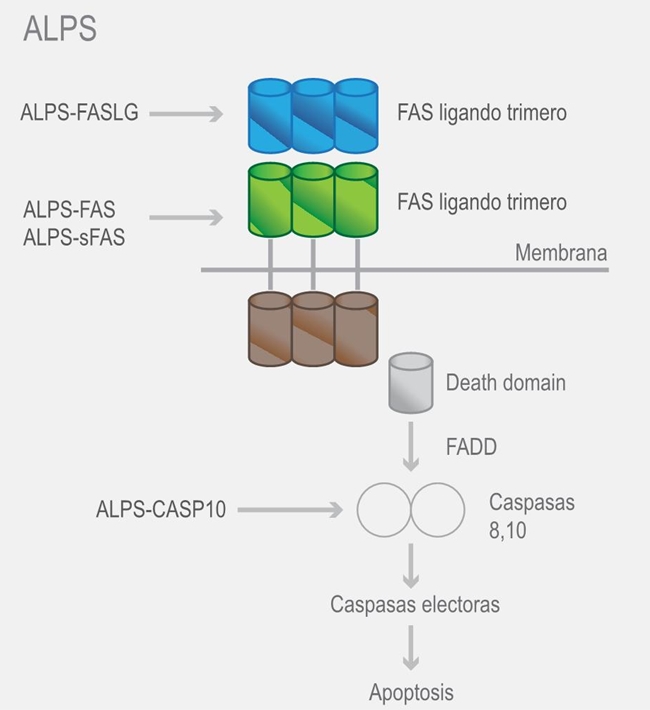 V&iacute;a de la apoptosis mediada por FAS y los sitios afectados en ALPS. ALPS-FASLG afectado en el tr&iacute;mero del ligando de FAS; ALPS-FAS y ALPS-sFAS en el tr&iacute;mero de FAS, ALPS-CASP10 en la caspasa 10. Death domain = dominio de muerte, FADD = FAS-associated death domain.