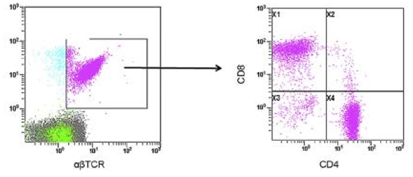 C&eacute;lulas T dobles negativas (DNT) en c&eacute;lulas mononucleares de sangre perif&eacute;rica. La citometr&iacute;a de flujo de cuatro colores mostr&oacute; mayor proporci&oacute;n (4.9 %) de c&eacute;lulas CD4CD8-DNT en la fracci&oacute;n αβTCR-CD3 (Gate X3). Tomado de Minemura et al.35
