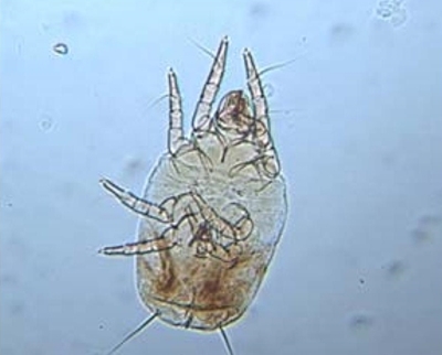 Suidasia pontifica macho. 