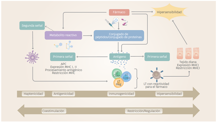 Reacciones de hipersensibilidad ocasionadas por fármacos. Múltiples eventos de iniciación molecular, incluidos la formación de metabolitos, conjugación del fármaco a proteína e interacción directa del fármaco y las moléculas del MHC, puede proporcionar la primera señal. Para que proceda una respuesta, habrá una regulación mediante coestimuladores (segunda señal) y moléculas coestimuladoras, lo que resulta en manifestaciones clínicas variables de hipersensibilidad a fármacos. Modificada de Valenta et al., 2008. Creada con BioRender.com