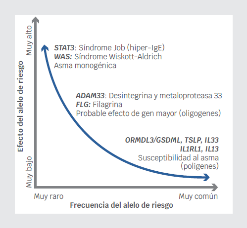 Influencias genticas en el asma: a) Enfermedades monognicas cuyo fenotipo alrgico se atribuye a un solo gen (v. gr. STAT3 o WAS). b) Fenotipos alrgicos producidos por un efecto intermedio o de gen mayor, con baja frecuencia poblacional (v. gr. ADRB2). b) Fenotipos alrgicos producidos por alelos de baja penetrancia, pero relativamente comunes en la poblacin (v. gr. IL1RL1, IL13). Modificado de Ober y Yao.2