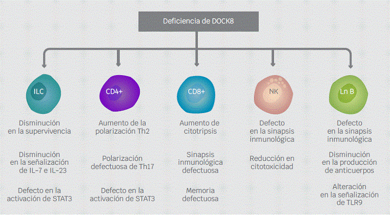 Consecuencias de la deficiencia de DOCK8 en las clulas inmunitarias.