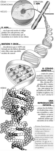 Representación del código genético ampliamente difundida en medios tras la secuenciación del genoma humano.51