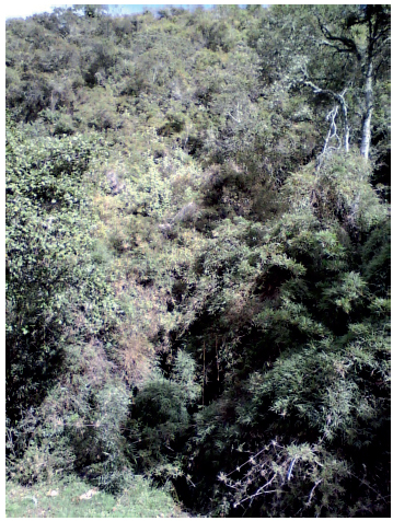 Fotografía del bosque denso encontrado
en la visita de verificación de la metodología CLC, en la microcuenca quebrada Mecha.