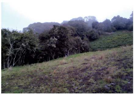 Área de bosque denso con disturbios
por agricultura en la microcuenca quebrada Mecha.