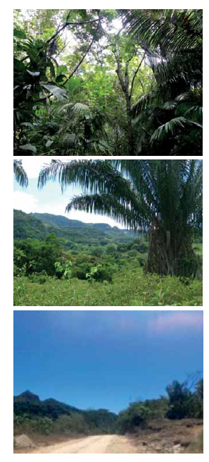 Panormica de las unidades de paisaje establecidas en la Hacienda La Espaola para el desarrollo del estudio de integridad biolgica. A) Zona de bosque (ZB). B) Zona silvopastoril sin manejo (ZS). C) Zona de minera (ZM).