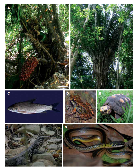 Algunas especies de flora y fauna registradas en la Hacienda la Espaola durante el desarrollo del muestreo. A) Astrocaryum malybo; B) Attalea cohune; C) Prochilodus magdalenae; D) Pristimantis gaegei; E) Chelonoides carbonaria. F) Tupinambis teguixin. G) Erythrolamprus melanotus.