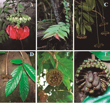 A) Marcgravia stonei Utley. B) Marcgravia brownei (Triana & Planch.) Krug & Urb. C) Marcgravia pedunculosa Triana & Planch. D, E y F) Marcgravia roonii S. Dressler (nótese en B y D la condición de ramas dimorfas y hojas dísticas, características propias del género Marcgravia L.).