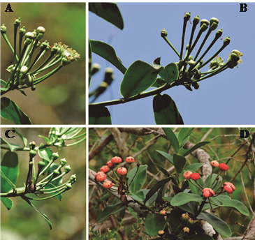 A, B, C, y D) Marcgraviastrum mixtum (Triana & Planch) Bedell.