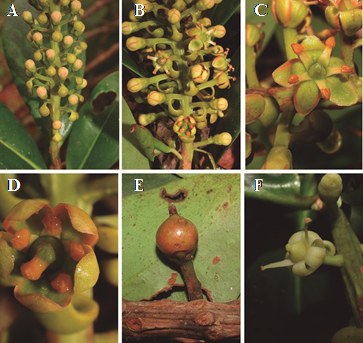 A, B, C, D y E) Ruyschia moralesii Hammel; F. Ruyschia valerii Standl.