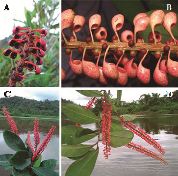 A) Sarcopera anomala (Kunth) Bedell. B) Sarcopera sessiliflora (Triana & Planch.) Bedell. C y D) Sarcopera cordachida (Ruiz & Pav. ex G. Don) Bedell ex S. Dressler.