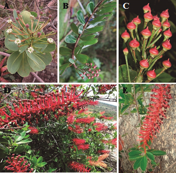 A) Schwartzia adamantium (Cambess.) Bedell ex Gir.-Cañas. B y C) Schwartzia antioquensis Gir.-Cañas. D y E) Schwartzia brasiliensis (Choisy) Bedell ex Gir.-Cañas.