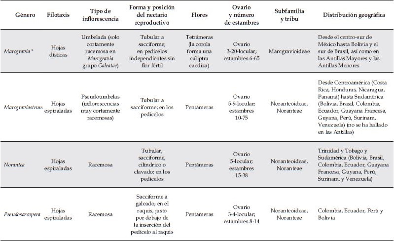 Características y circunscripción morfológica de los géneros de la familia Marcgraviaceae. *: En Marcgravia cada nectarioreproductivo no posee flor fértil, aunque en algunos casos esta puede aparecer en forma rudimentaria, mientras que en los restantes siete géneros cada nectario reproductivo tiene una flor fértil.