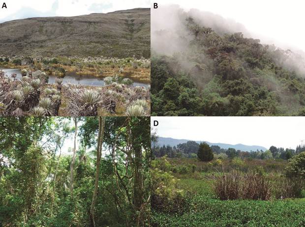 Algunos de los hábitats presentes en el departamento de Cundinamarca. A) Páramo, B) bosque altoandino, C) bosque seco y D) humedales. Fotografías: Sergio Chaparo-Herrera.