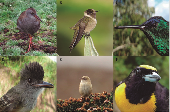 Algunas de las especies endémicas presentes en el departamento de Cundinamarca. A) Rallus semiplumbeus, B) Oxypogon guerinii (hembra), C) Amazilia cyanifrons, D) Myiarchus apicalis, E) Cistothorus apolinari y F) Euphonia concinna (macho). 