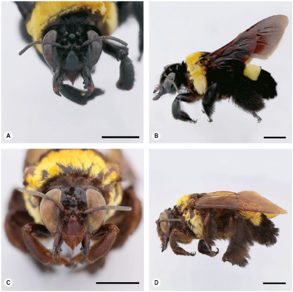 Centris americana. Barras de escala de 5 mm. A) Hembra (Meta: Villavicencio): cabeza, vista frontal y B) vista lateral. C) Macho (Cundinamarca: Viot&aacute;): cabeza, vista frontal y D) vista lateral. 