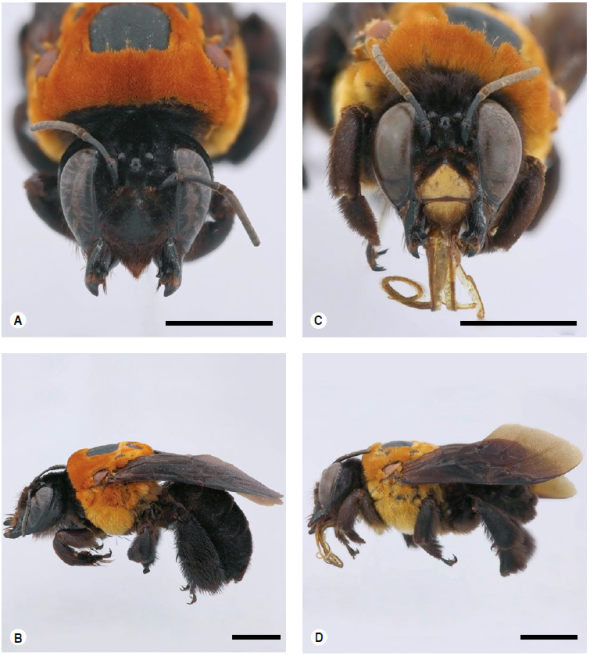 Centris denudans. Barras de escala de 5 mm. A) Hembra (Guaviare): cabeza, vista frontal y B) vista lateral. C) Macho (Meta: Puerto Rico): cabeza, vista frontal y D) vista lateral.