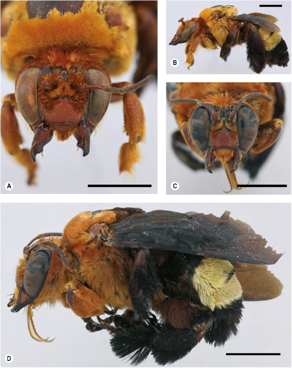 Centris derasa. Barra de escala de 5 mm. A) Hembra (Vichada): cabeza, vista frontal y B) vista lateral. C) Macho (Casanare: Aguazul): cabeza, vista frontal y D) vista lateral. 