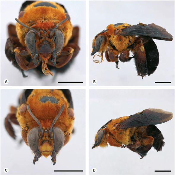 Centris dimidiata. Barra de escala de 5 mm. A) Hembra (Amazonas: Leticia): cabeza, vista frontal y B) vista lateral. C) Macho (Casanare): cabeza, vista frontal y D) vista lateral. 