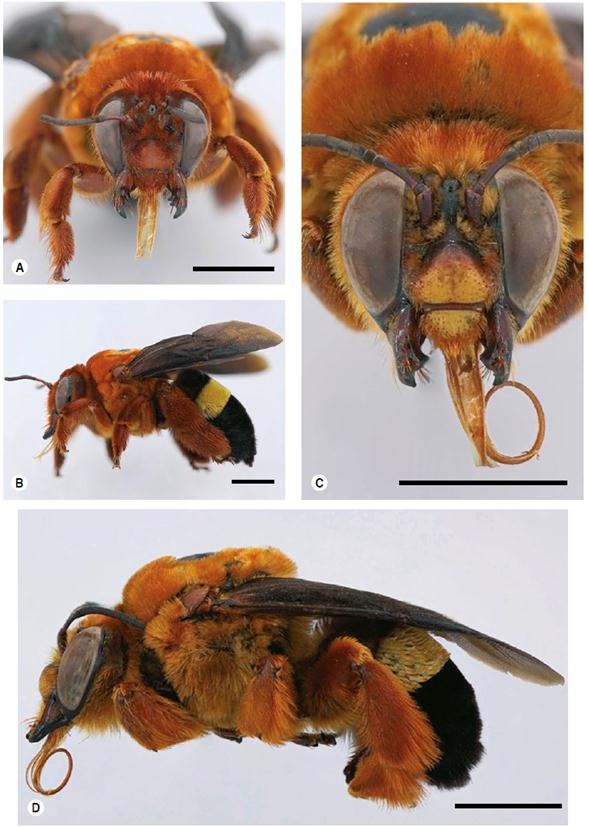 Centris erythrosara. Barra de escala de 5 mm. A) Hembra (Huila: Rivera): cabeza, vista frontal y B) vista lateral. C) Macho (Cundinamarca: La Mesa): cabeza, vista frontal y D) vista lateral. 