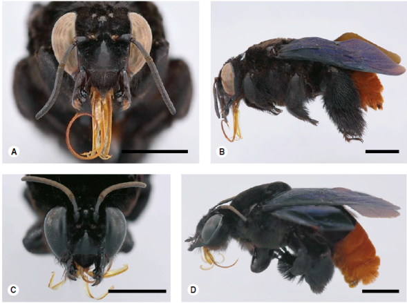 Centris nobilis. Barra de escala de 5 mm. A) Hembra (Boyac&aacute;: Santa Mar&iacute;a): cabeza, vista frontal y B) vista lateral. C) Macho (Meta: Villavicencio): cabeza, vista frontal y D) vista lateral. 