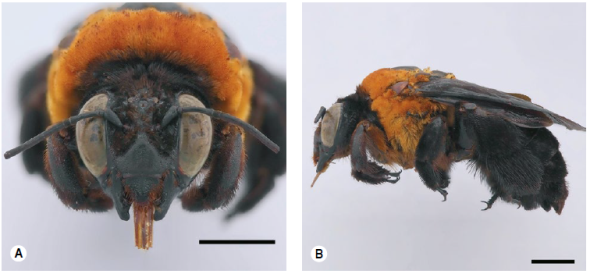 Centris superba. Barra de escala de 5 mm. A) Hembra (Vaup&eacute;s: Yavarat&eacute;): cabeza, vista frontal y B) vista lateral.