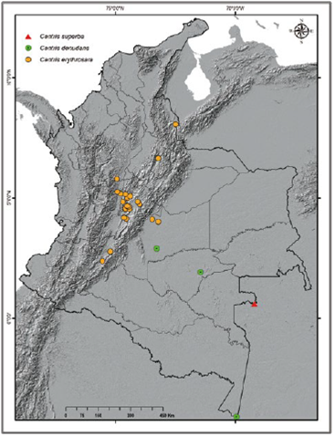 Registros de Centris superba, C. denudans y C. erythrosara en Colombia.
