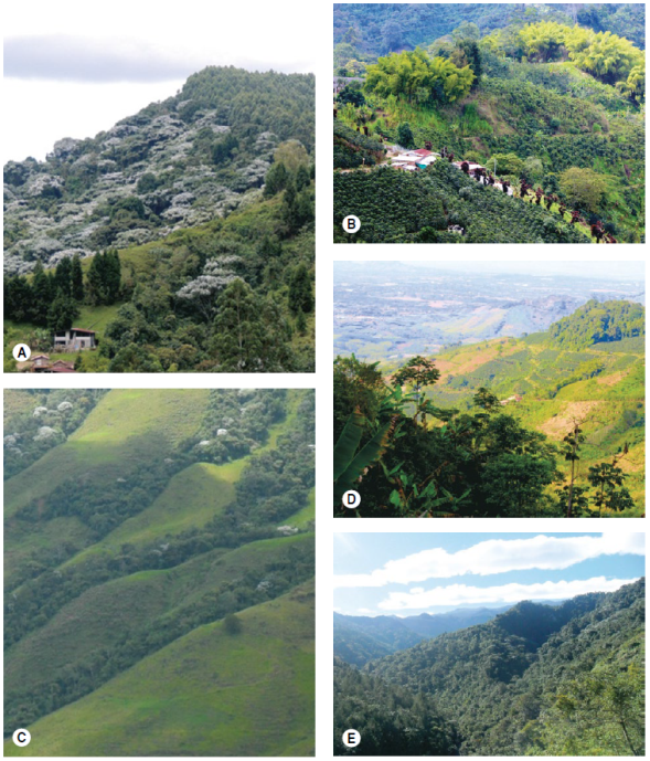 Diversas configuraciones del mosaico en el paisaje rural andino del oriente de Risaralda, Colombia, en las que se encuentran bosques, potreros, cultivos forestales y viviendas humanas. A) La Leona, B) La Grecia, C) Granja Mar&iacute;a T, D) El Manzanillo, E) Minas del Chaquiro.