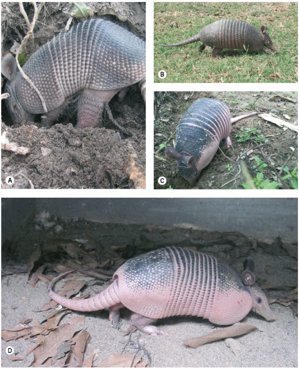 Armadillos hallados en sabanas inundables del municipio de Arauca, Colombia. A y B) Dasypus sabanicola, C y D) D. novemcinctus.