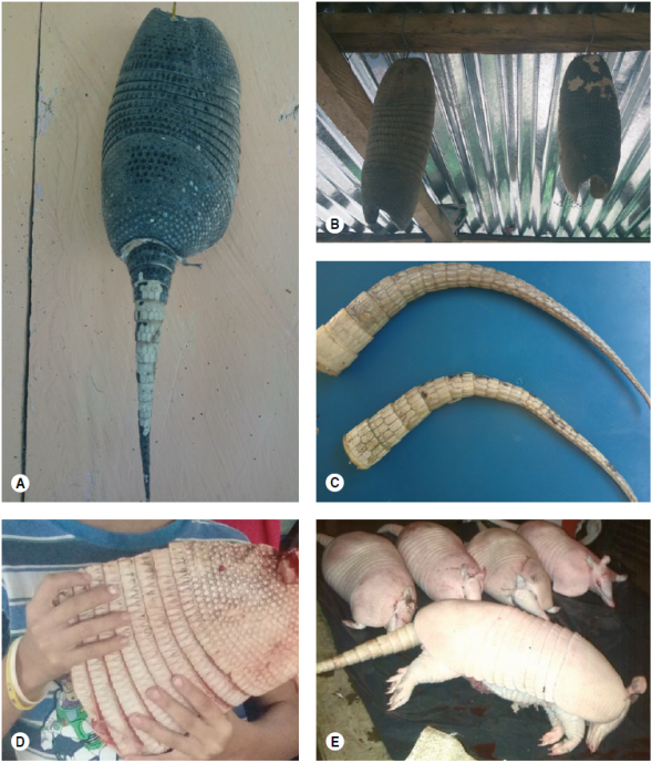Observación del cuerpo completo y otras partes óseas disecadas de las especies de armadillos halladas en el municipio de Arauca, Colombia. A, B y C) Caparazón y cola de D. sabanicola. D) Dasypus novemcinctus cazado para el autoconsumo de los campesinos. E) D. novemcinctus cazados para la venta comercial en la zona urbana del municipio de Arauca.