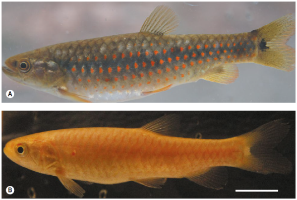 Lebiasina bimaculata con patr&oacute;n de coloraci&oacute;n t&iacute;pica (A) y caso de leucismo (B) en el r&iacute;o Chong&oacute;n, cuenca del r&iacute;o Guayas, Ecuador. 
