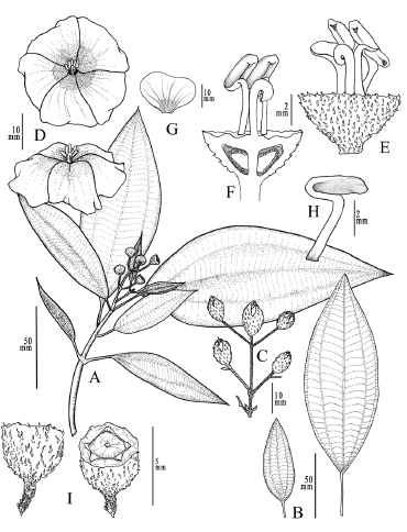 Allomaieta javierbarrigae. A. Rama con frutos. B. Hojas de un mismo nudo. C. Inflorescencia con botones florales. D. Flor en vista superior y lateral. E. Vista lateral del hipanto-ovario. F. Corte longitudinal del hipantoovario. G. Pétalo. H. Estambre. I. Frutos. Basado en H. Mendoza 18815 (FMB).