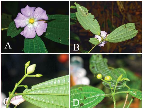Imágenes de campo de Allomaieta javierbarrigae. A. Flor abierta. B. Hojas por el envés. C. Botones florales. D. Frutos inmaduros.