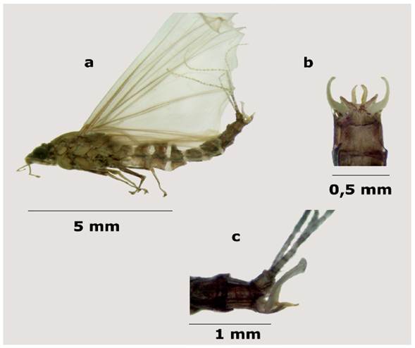 A. Adulto de Oligoneuria amazonica (habitus en vista lateral). B y C. Vista ventral y lateral de la genitalia.