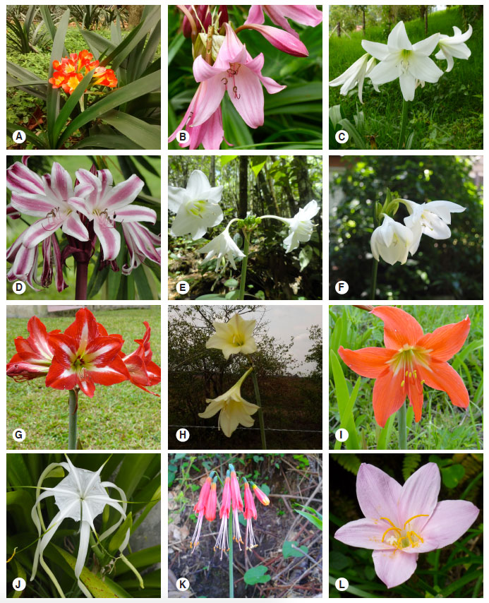 Algunas de las especies de Amaryllidaceae presentes en Colombia. A. Clivia miniata, B. Crinum bulbispermum, C. C. jagus, D. C. zeylanicum. E. Eucharis bonplandii, F. E. caucana, G. Hippeastrum barbatum, H. H. elegans, I. H. puniceum, J. Hymenocallis caribaea, K. Phaedranassa lehmannii, L. Zephyranthes carinata.
